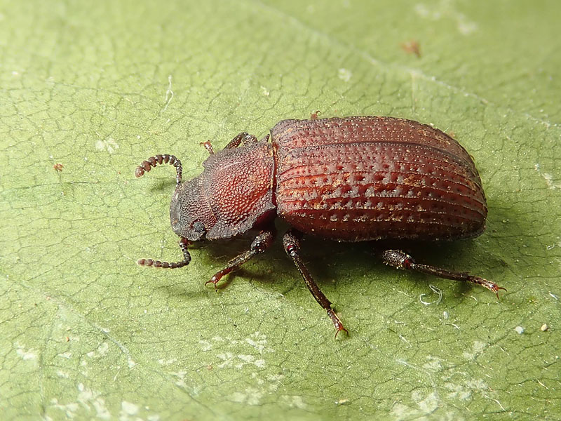 Tenebrionidae: Bolitophagus reticulatus? Sì.